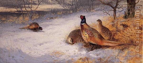 Pheasants in the Snow painting - Archibald Thorburn Pheasants in the Snow art painting